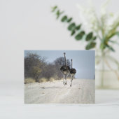 Strauße Postkarte (Stehend Vorderseite)