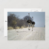 Strauße Postkarte (Vorne/Hinten)