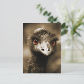 Strauße sehen Postkarte aus (Stehend Vorderseite)