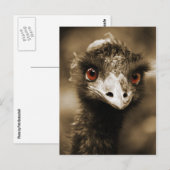 Strauße sehen Postkarte aus (Vorne/Hinten)