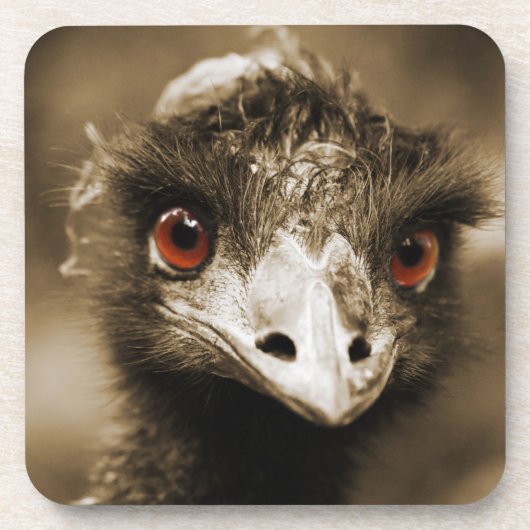Strauße sehen Untersetzer aus (Vorderseite)