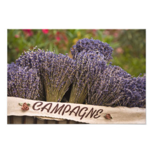 Sträuße von Lavendel zum Verkauf, Vence, Provence, Fotodruck