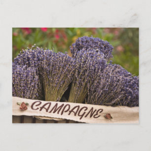 Sträuße von Lavendel zum Verkauf, Vence, Provence, Postkarte