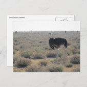 Straußenetosha Postkarte (Vorne/Hinten)