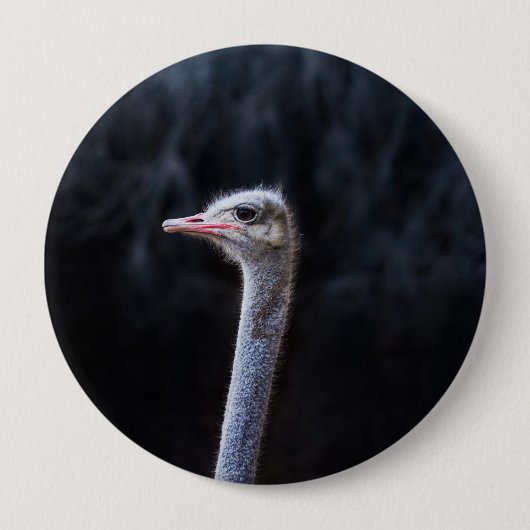 Straußenfotografie Button (Vorderseite)