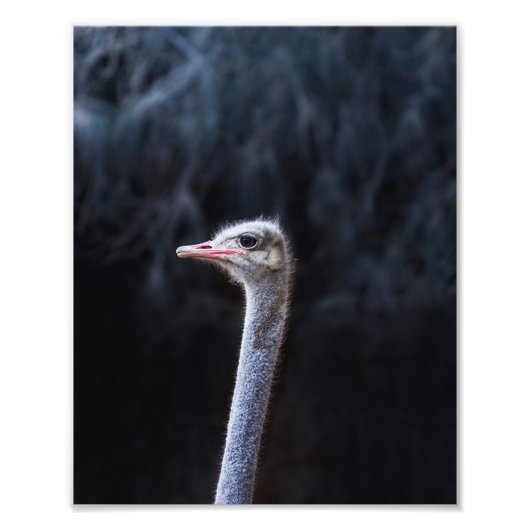 Straußenfotografie Fotodruck (Vorne)