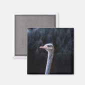 Straußenfotografie Magnet (Vorderseite/Rückseite)