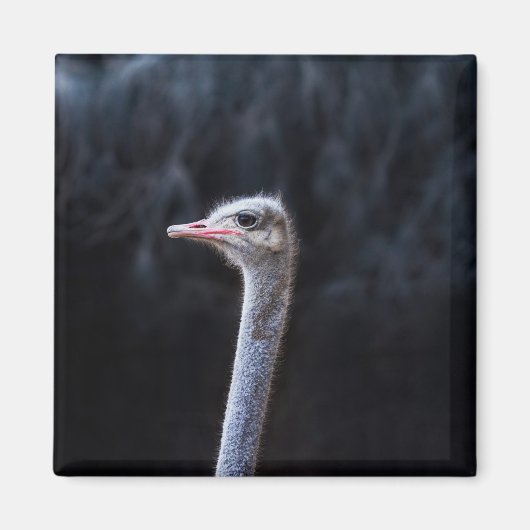 Straußenfotografie Magnet (Vorne)
