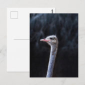 Straußenfotografie Postkarte (Vorne/Hinten)