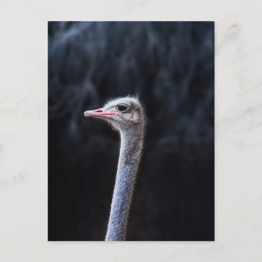 Straußenfotografie Postkarte (Vorderseite)