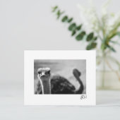 Straußenfragen Postkarte (Stehend Vorderseite)