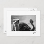 Straußenfragen Postkarte (Vorne/Hinten)