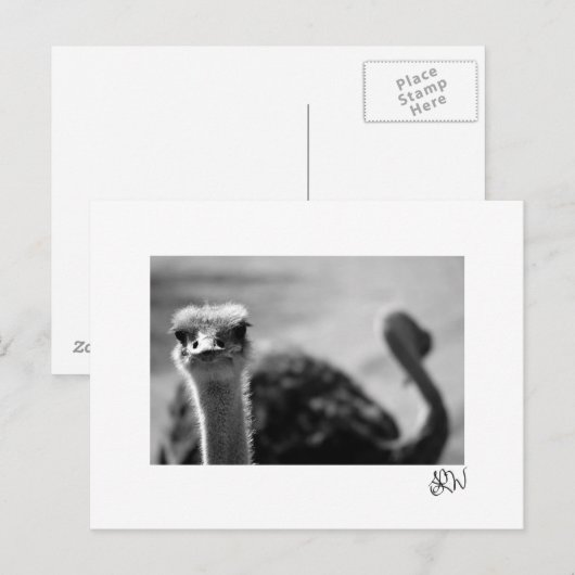 Straußenfragen Postkarte (Vorne/Hinten)