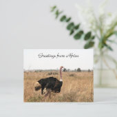 Straußengrüße Postkarte (Stehend Vorderseite)