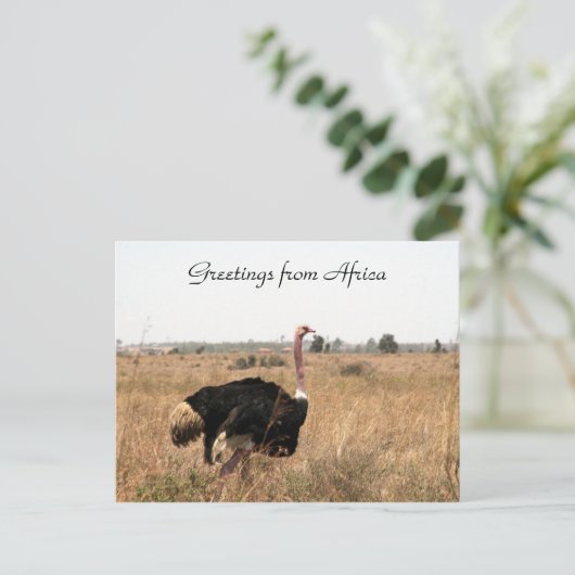 Straußengrüße Postkarte (Stehend Vorderseite)