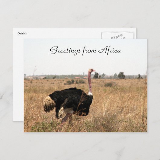 Straußengrüße Postkarte (Vorne/Hinten)