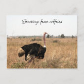 Straußengrüße Postkarte (Vorderseite)