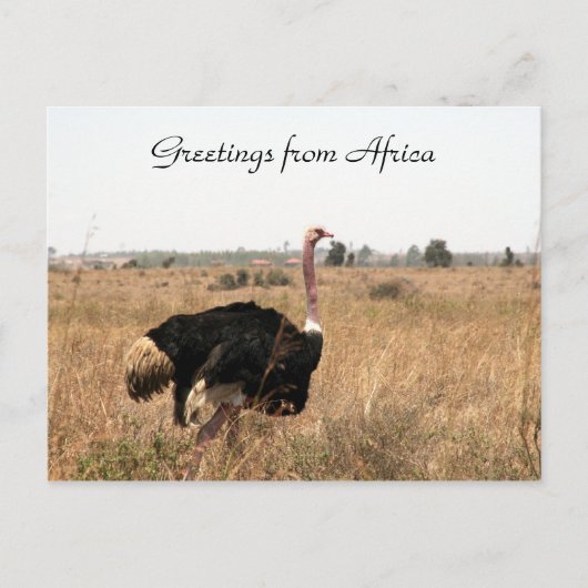 Straußengrüße Postkarte (Vorderseite)