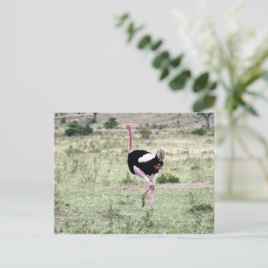 Straußenlauf Postkarte (Stehend Vorderseite)