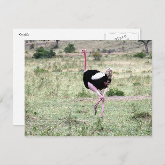 Straußenlauf Postkarte (Vorne/Hinten)