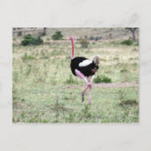 Straußenlauf Postkarte (Vorderseite)