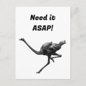 Straußenmatte Sketch, Coole Vogelkunst Postkarte (Vorderseite)