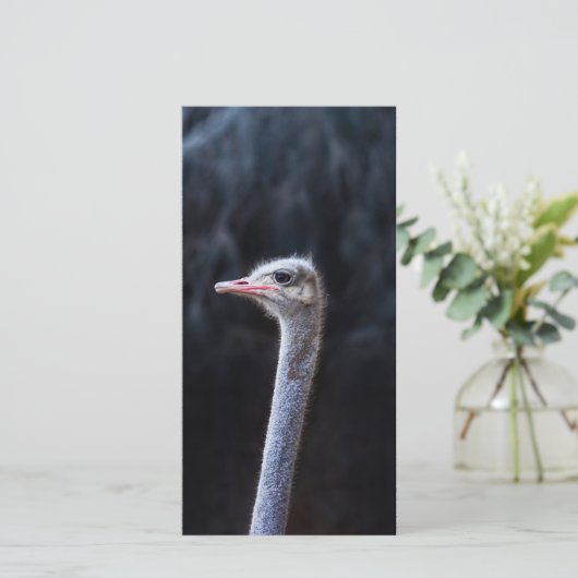 Straußenportrait (Stehend Vorderseite)