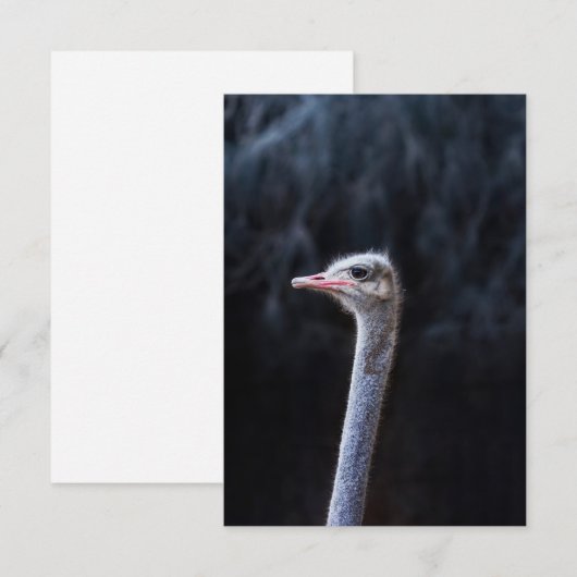 Straußenportrait (Vorne/Hinten)