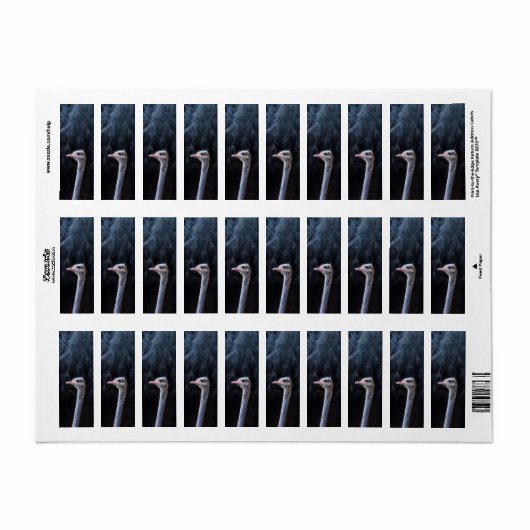 Straußenportrait (Vorne)