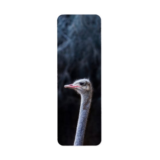 Straußenportrait (Vorne)