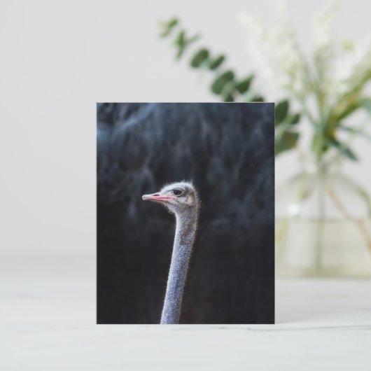 Straußenportrait (Stehend Vorderseite)