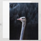 Straußenportrait (Vorne/Hinten)