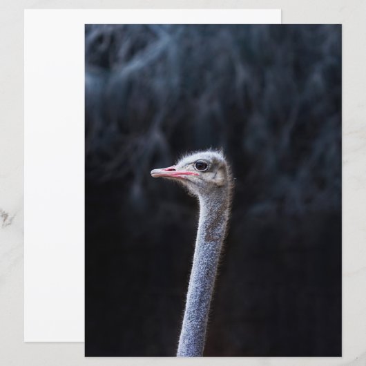 Straußenportrait (Vorne/Hinten)
