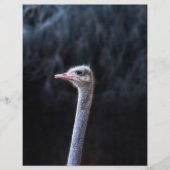 Straußenportrait (Vorderseite)