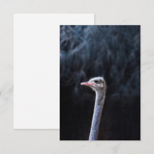 Straußenportrait Dankeskarte (Vorne/Hinten)