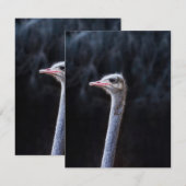 Straußenportrait Dankeskarte (Vorne/Hinten)