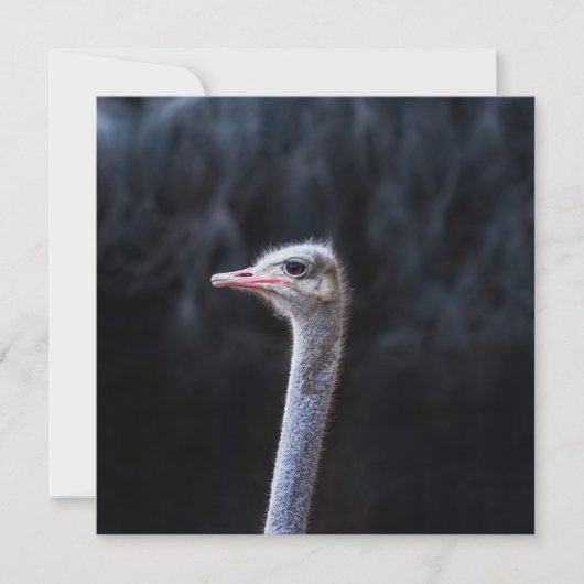 Straußenportrait Einladung (Vorderseite)