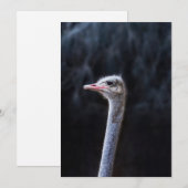 Straußenportrait Feiertagskarte (Vorne/Hinten)