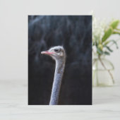 Straußenportrait Feiertagskarte (Stehend Vorderseite)