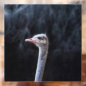 Straußenportrait Fensteraufkleber (Blatt 2)