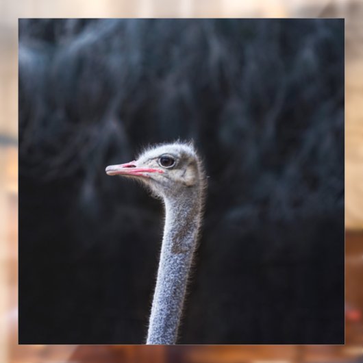 Straußenportrait Fensteraufkleber (Blatt 2)