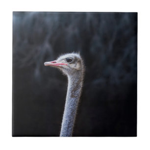 Straußenportrait Fliese