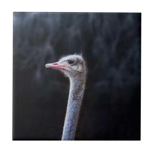 Straußenportrait Fliese (Vorderseite)