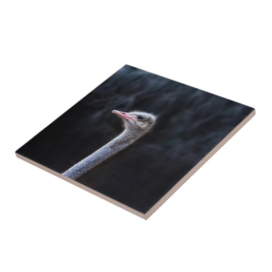 Straußenportrait Fliese (Seite)