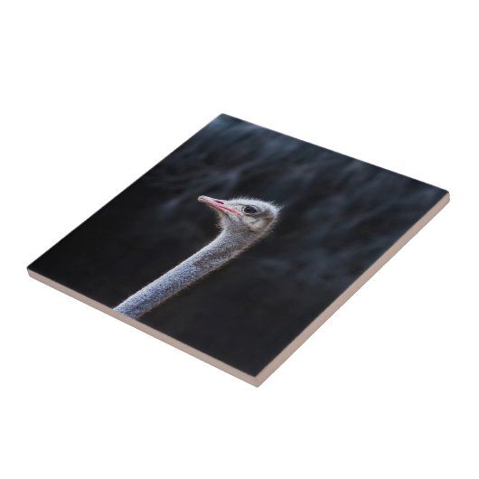 Straußenportrait Fliese (Seite)