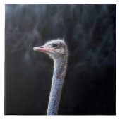 Straußenportrait Fliese (Vorderseite)