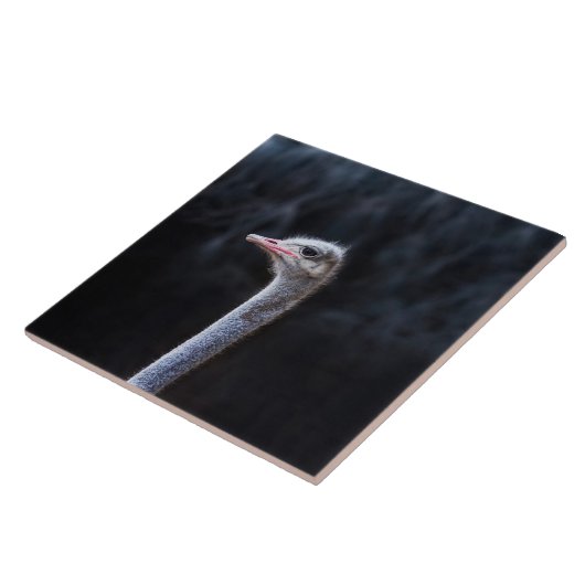 Straußenportrait Fliese (Seite)