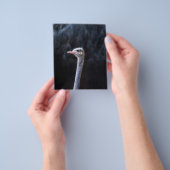 Straußenportrait Flyer (Gruppe)