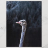 Straußenportrait Flyer (Vorne)