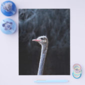 Straußenportrait Flyer (Einzeln)